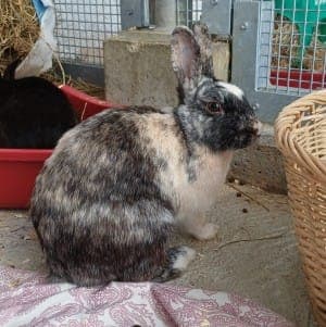 Cinderella - Kleintier zur Adoption aus Tierheim Stuttgart