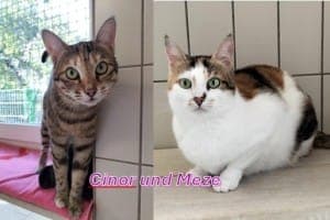 Cinor und Meze - Katze zur Adoption aus Tierheim Stuttgart