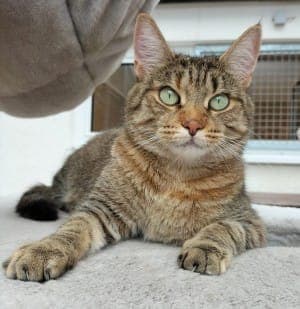 Claire - Katze zur Adoption aus Tierheim Stuttgart