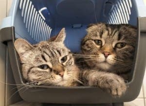 Clara und Josefine - Katze zur Adoption aus Tierheim Stuttgart