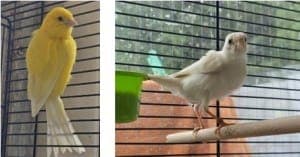 Clyde und Schneechen - Vogel zur Adoption aus Tierheim Stuttgart