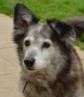 Colin - Hund zur Adoption aus Tierheim Stuttgart