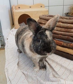 Connor - Kleintier zur Adoption aus Tierheim Stuttgart