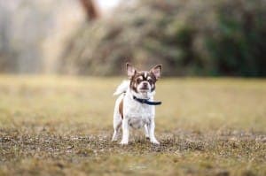 Cookie - Hund zur Adoption aus Tierheim Stuttgart