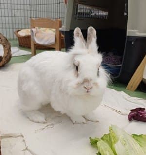 Cookie - Kleintier zur Adoption aus Tierheim Stuttgart