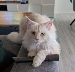Daisy - Katze zur Adoption aus Tierheim Stuttgart