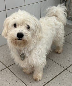 David - Hund zur Adoption aus Tierheim Stuttgart