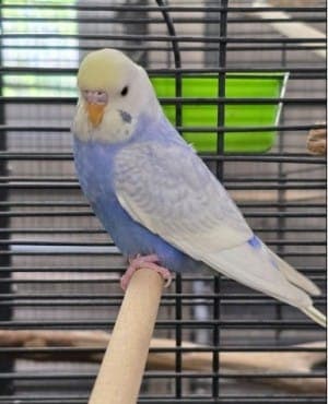 Dr. Doom - Vogel zur Adoption aus Tierheim Stuttgart