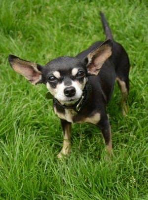 Dragon - Hund zur Adoption aus Tierheim Stuttgart