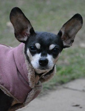 Dragon - Hund zur Adoption aus Tierheim Stuttgart