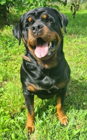 Dunya ( Bailey vom Elsbach ) - Hund zur Adoption aus Tierheim Stuttgart