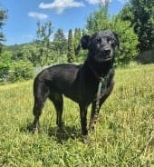 Ebony - Hund zur Adoption aus Tierheim Stuttgart