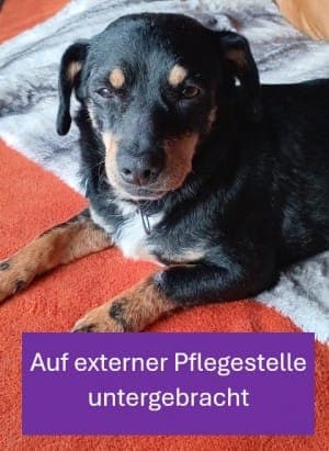 Ela - Hund zur Adoption aus Tierheim Stuttgart