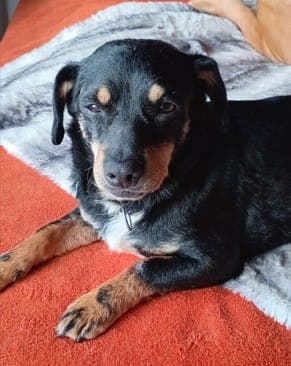 Ela - Hund zur Adoption aus Tierheim Stuttgart