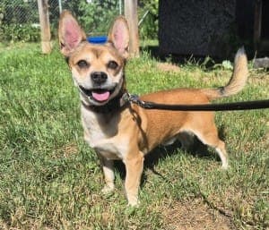 Elias - Hund zur Adoption aus Tierheim Stuttgart