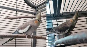 Elli und Joelina - Vogel zur Adoption aus Tierheim Stuttgart