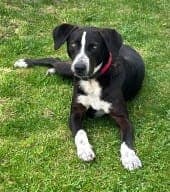 Elmo - Hund zur Adoption aus Tierheim Stuttgart