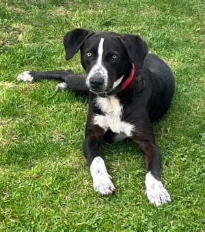 Elmo - Hund zur Adoption aus Tierheim Stuttgart