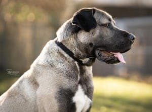 Emir - Hund zur Adoption aus Tierheim Stuttgart