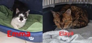 Emma (geb. ca. 2011) und Elaya - Katze zur Adoption aus Tierheim Stuttgart