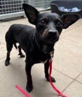 Enzo - Hund zur Adoption aus Tierheim Stuttgart