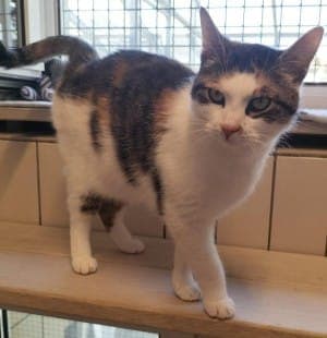 Fee - Katze zur Adoption aus Tierheim Stuttgart