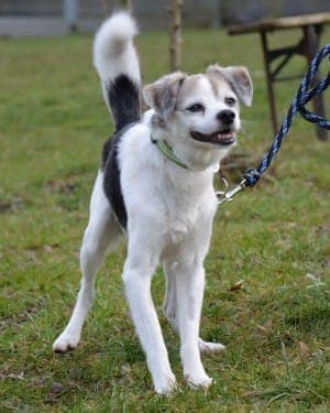 Felix - Hund zur Adoption aus Tierheim Stuttgart
