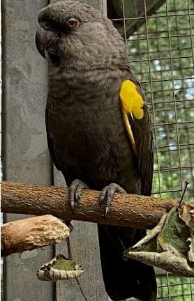 Fernando - Vogel zur Adoption aus Tierheim Stuttgart