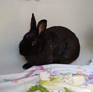 Fine - Kleintier zur Adoption aus Tierheim Stuttgart