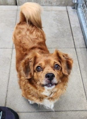 Fippsi - Hund zur Adoption aus Tierheim Stuttgart