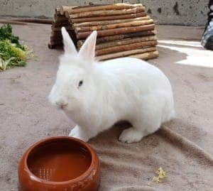Flynn - Kleintier zur Adoption aus Tierheim Stuttgart