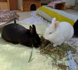 Flynn Fine - Kleintier zur Adoption aus Tierheim Stuttgart