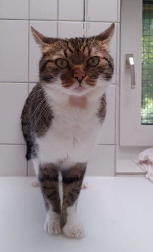 Franky - Katze zur Adoption aus Tierheim Stuttgart