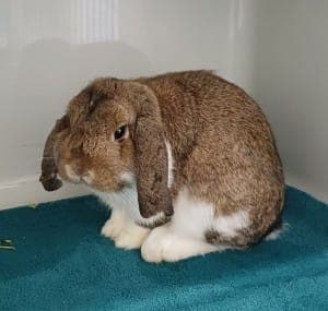 Franz - Kleintier zur Adoption aus Tierheim Stuttgart