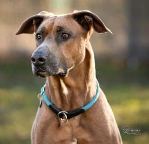Gamba - Hund zur Adoption aus Tierheim Stuttgart