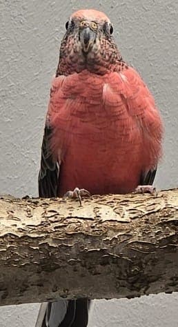 Gambit - Vogel zur Adoption aus Tierheim Stuttgart