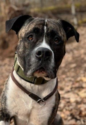 Geronimo - Hund zur Adoption aus Tierheim Stuttgart