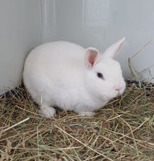 Grace - Kleintier zur Adoption aus Tierheim Stuttgart