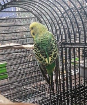 Green Goblin - Vogel zur Adoption aus Tierheim Stuttgart