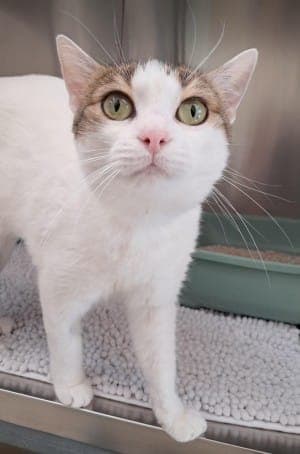 Gundi - Katze zur Adoption aus Tierheim Stuttgart