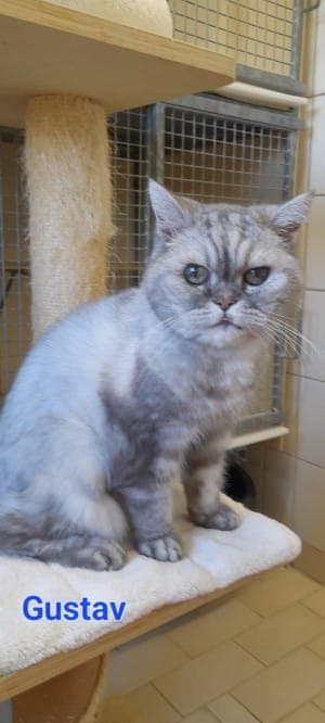 Gustav - Katze zur Adoption aus Tierheim Stuttgart