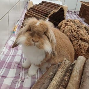 Hailey - Kleintier zur Adoption aus Tierheim Stuttgart