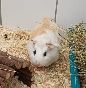 Hajo - Kleintier zur Adoption aus Tierheim Stuttgart