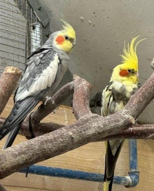 Heinrich und Lucky - Vogel zur Adoption aus Tierheim Stuttgart