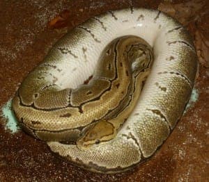 Holly - Exot zur Adoption aus Tierheim Stuttgart