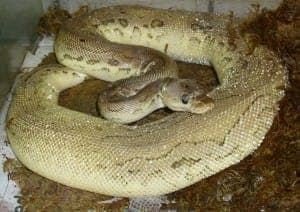 Honey - Exot zur Adoption aus Tierheim Stuttgart