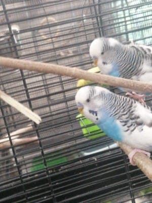 Hubert und Herbert - Vogel zur Adoption aus Tierheim Stuttgart