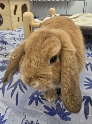 Hummel - Kleintier zur Adoption aus Tierheim Stuttgart