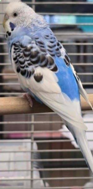 Ida - Vogel zur Adoption aus Tierheim Stuttgart