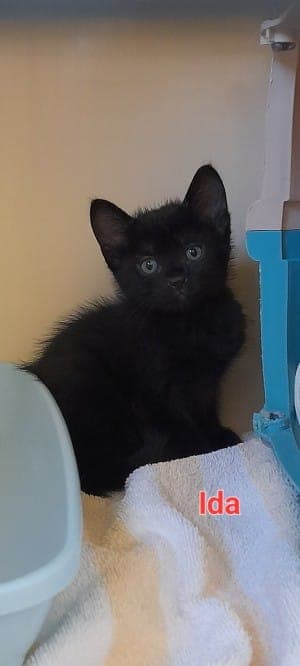 Ida - Katze zur Adoption aus Tierheim Stuttgart